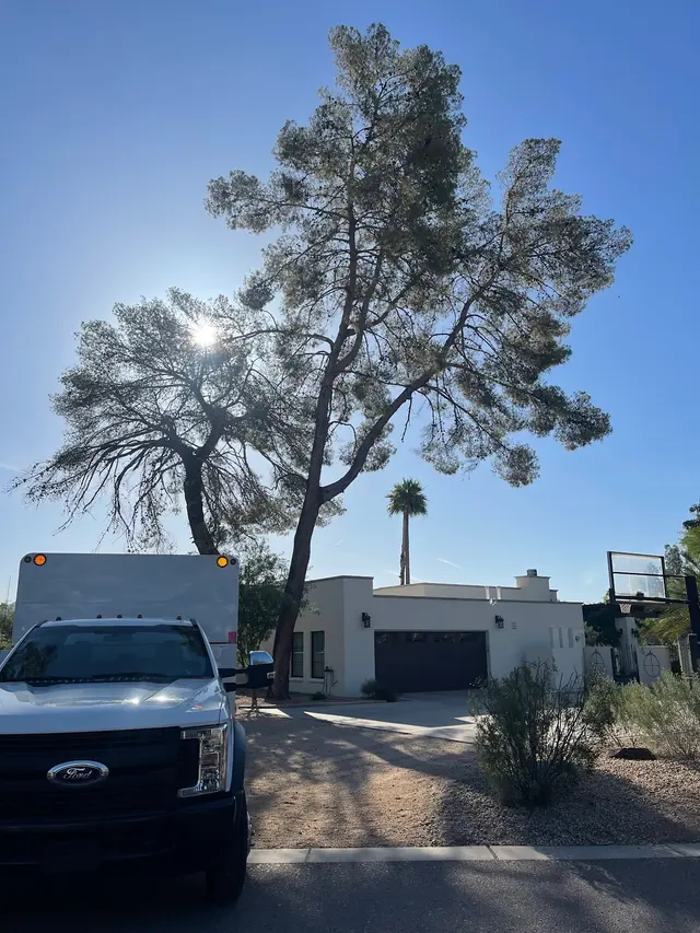 TDR Tree Solutions — photo from the business 2