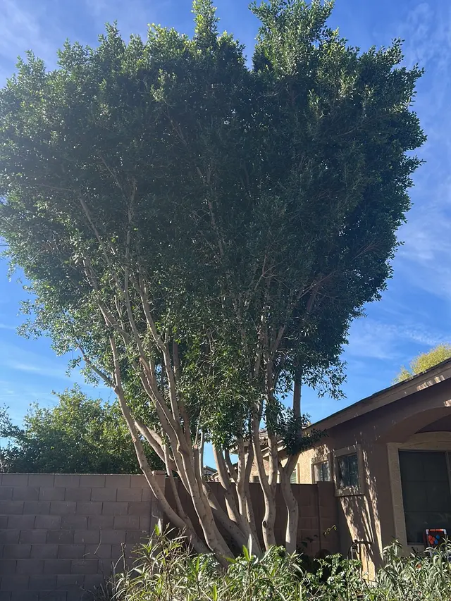 Gilbert Tree Trimmers Service — customer photo 7