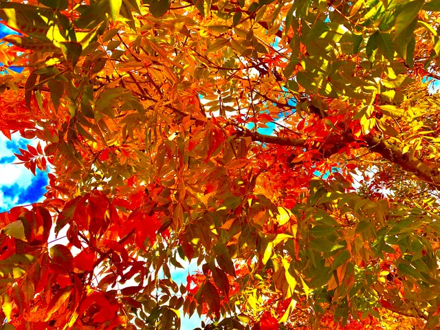 Gilbert Tree Trimmers Service — customer photo 4