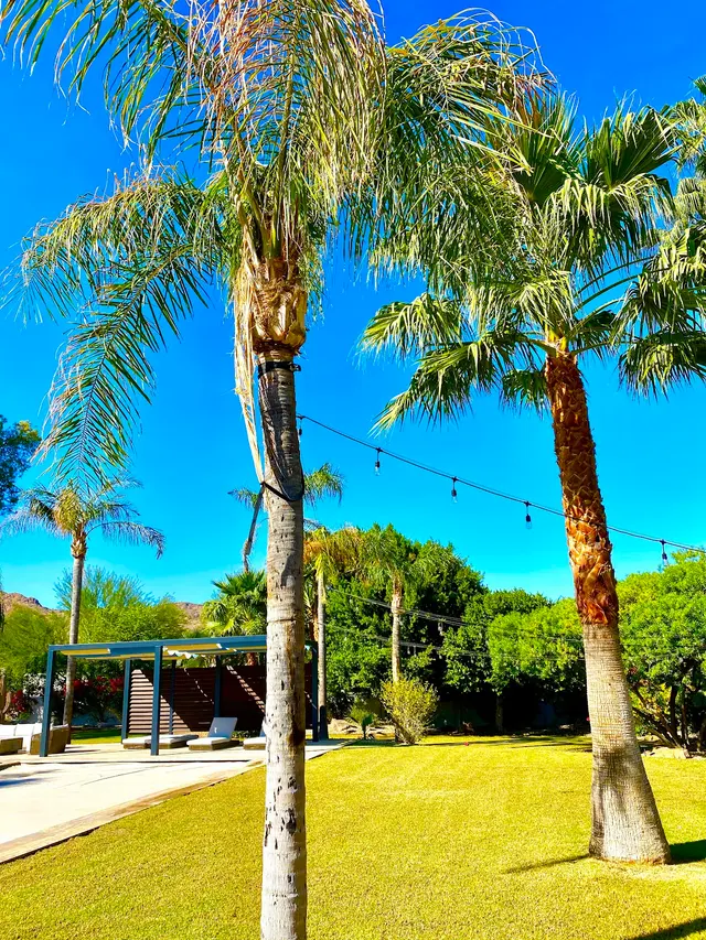 Gilbert Tree Trimmers Service — customer photo 3