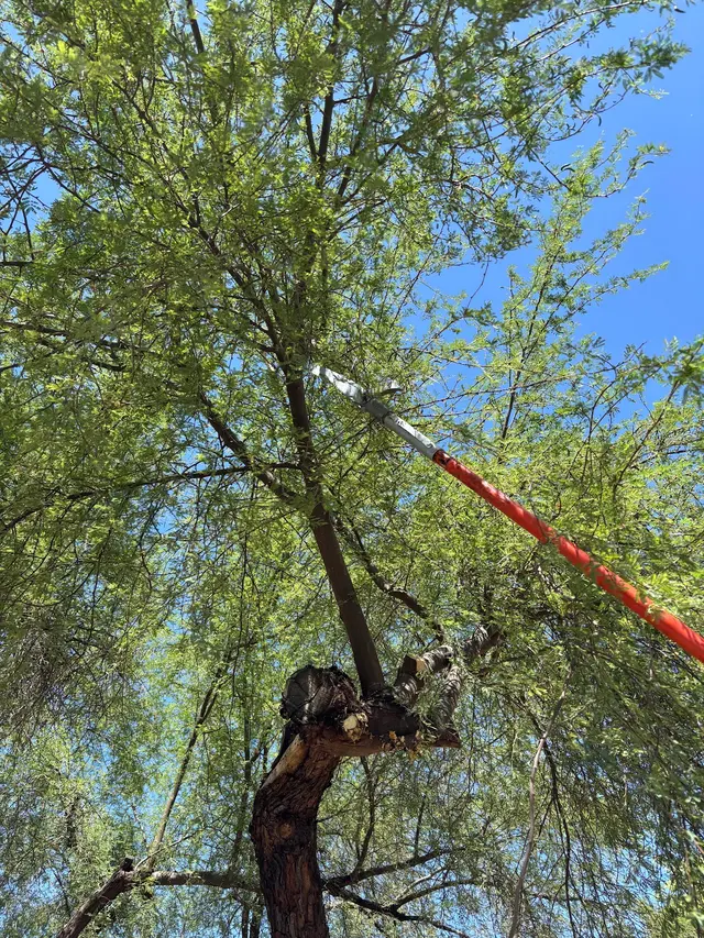 Gilbert Tree Trimmers Service — customer photo 10