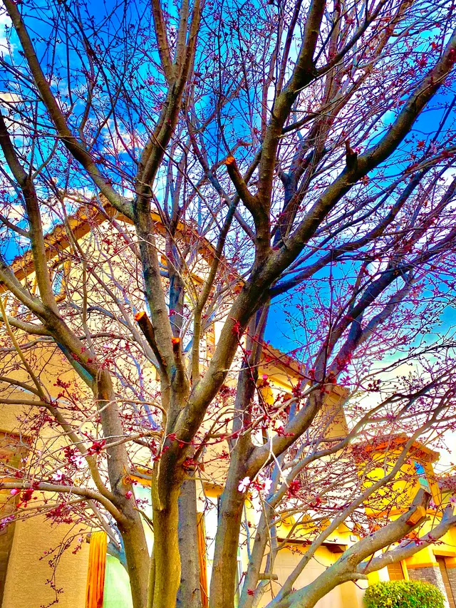 Gilbert Tree Trimmers Service — customer photo 2