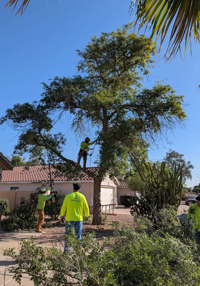 Gilbert Tree Trimmers Service — customer photo 1