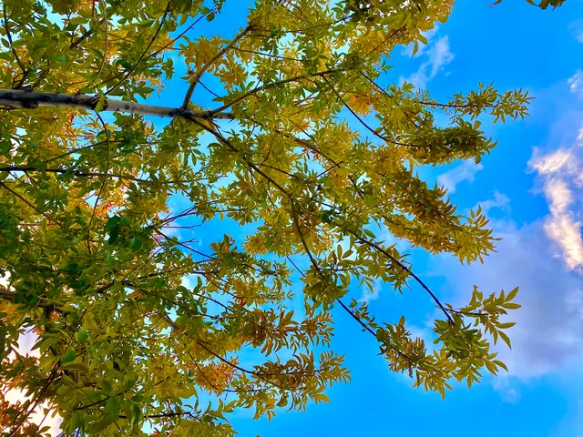 Gilbert Tree Trimmers Service — customer photo 6