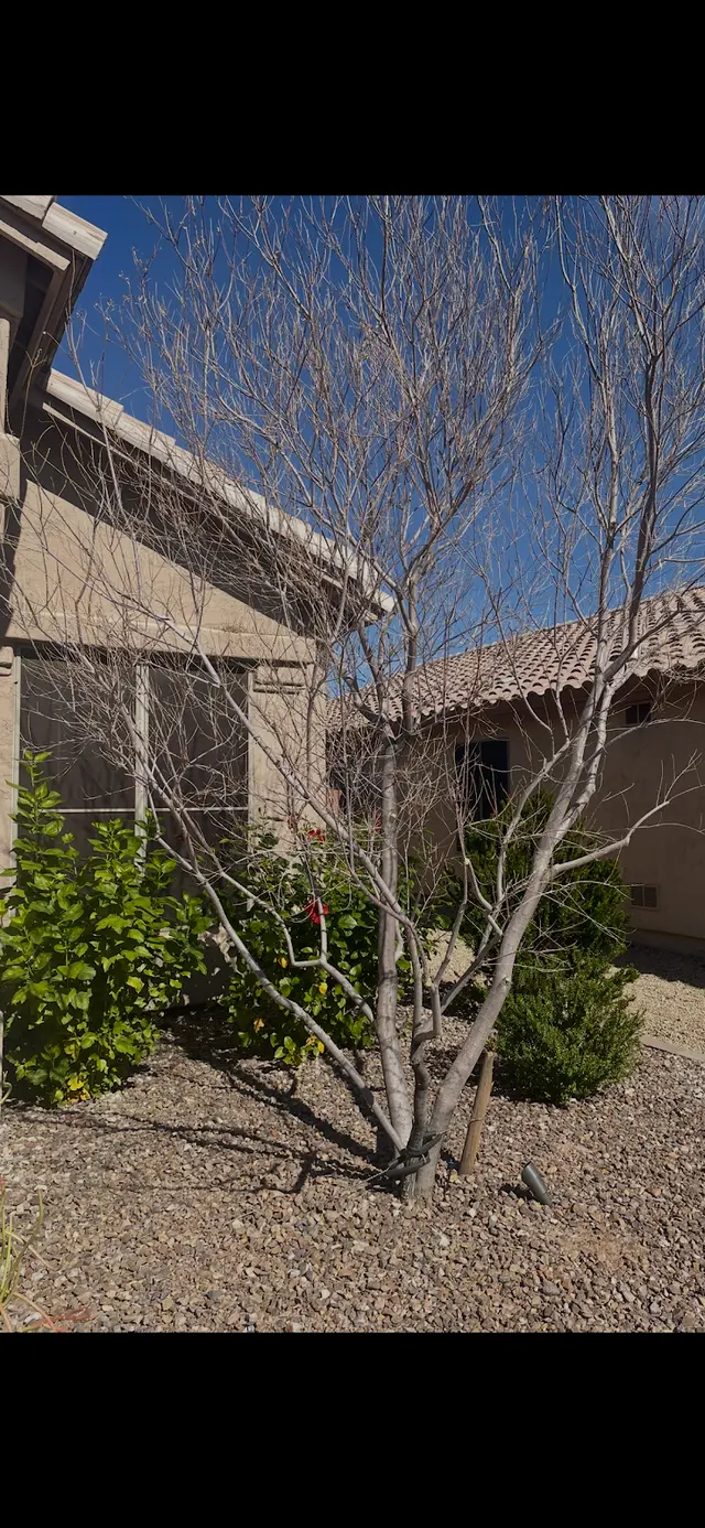 Gilbert Tree Trimmers Service — customer photo 11