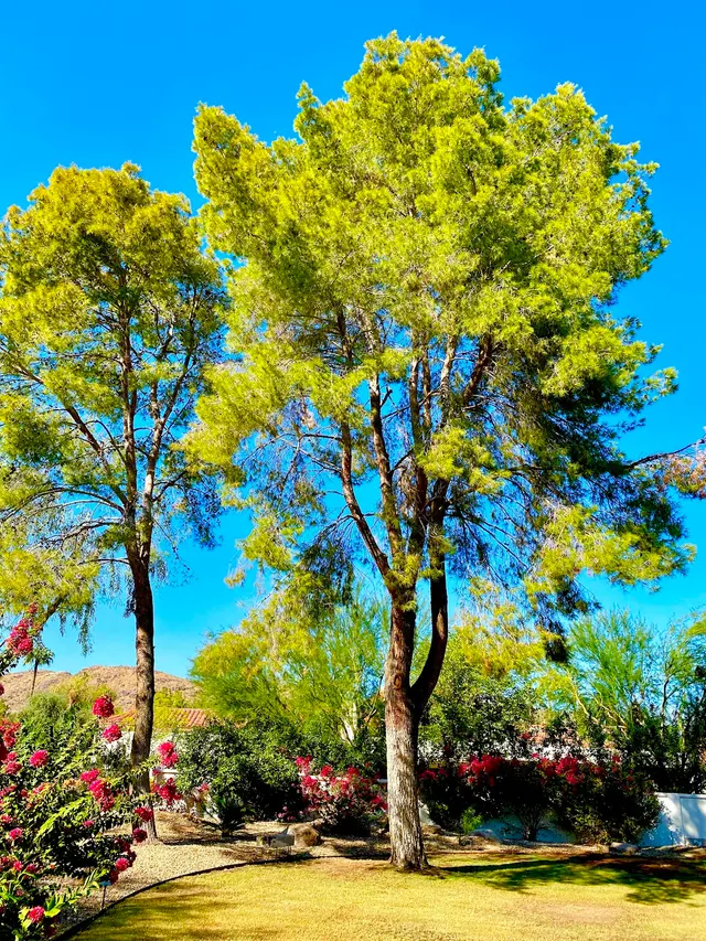 Gilbert Tree Trimmers Service — customer photo 9