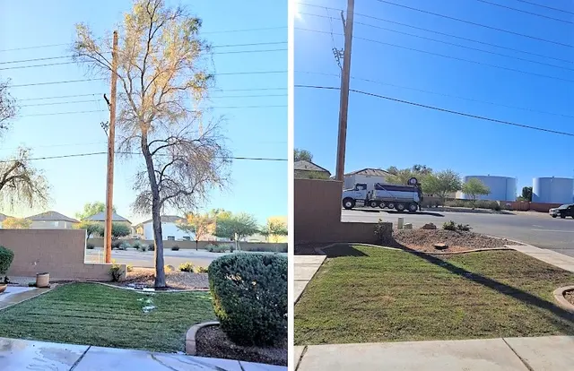 Bynum Tree and Landscape — photo from the business 11