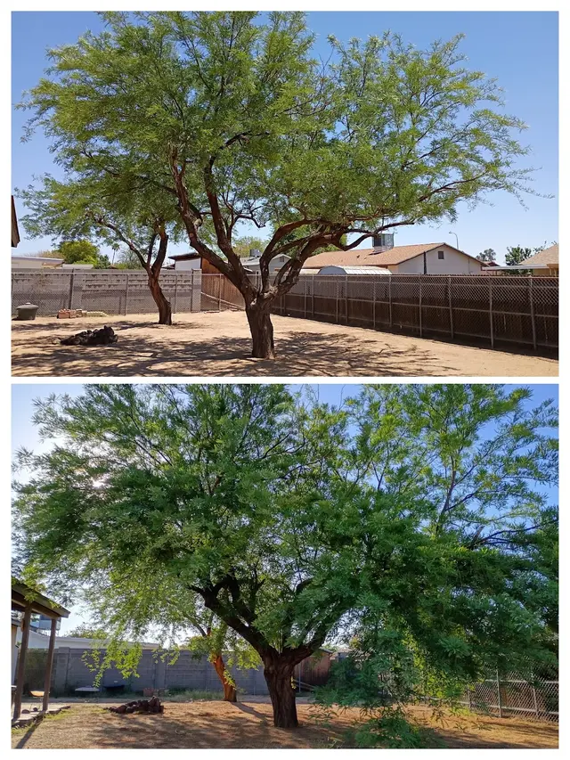 Bynum Tree and Landscape — photo from the business 1