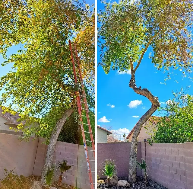 Bynum Tree and Landscape — photo from the business 3