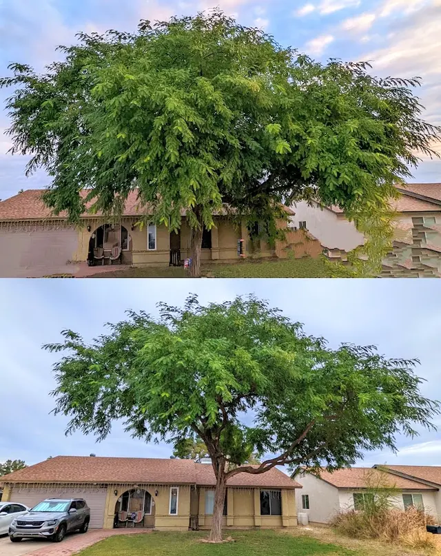 Bynum Tree and Landscape — photo from the business 9