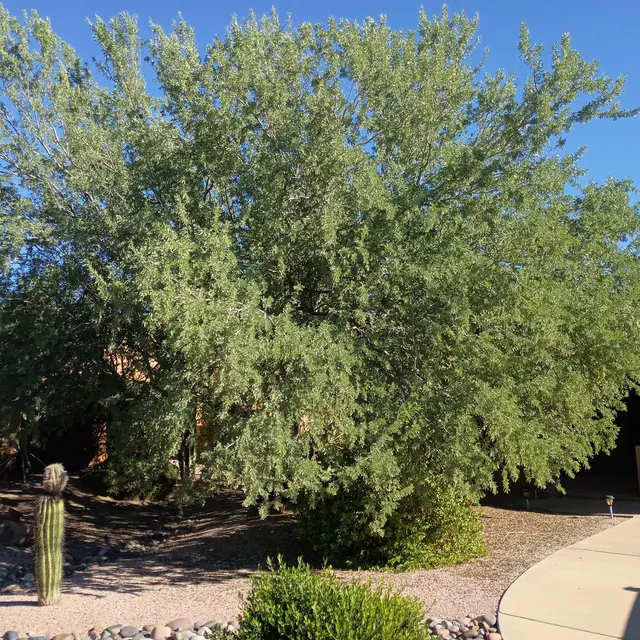 Bynum Tree and Landscape — photo from the business 2