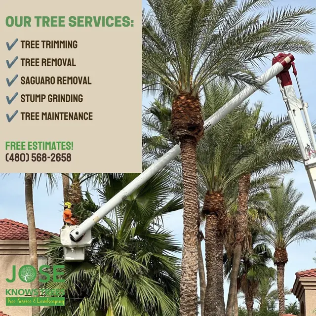 Jose Knows Trees — photo from the business 10