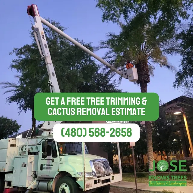 Jose Knows Trees — photo from the business 2