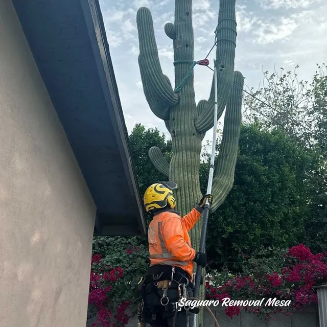 Jose Knows Trees — photo from the business 11