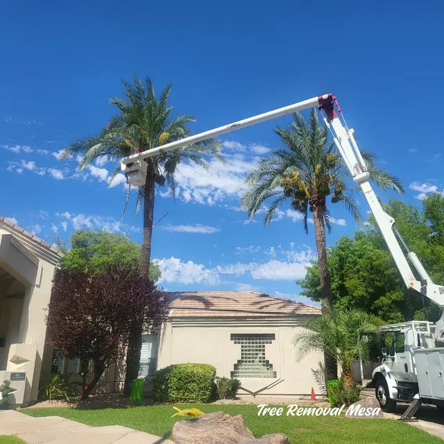 Jose Knows Trees — photo from the business 3