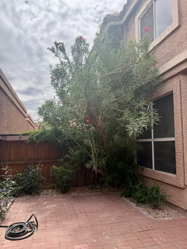 Customer photo of work by Jose Knows Trees, from Joleen Swihart's review