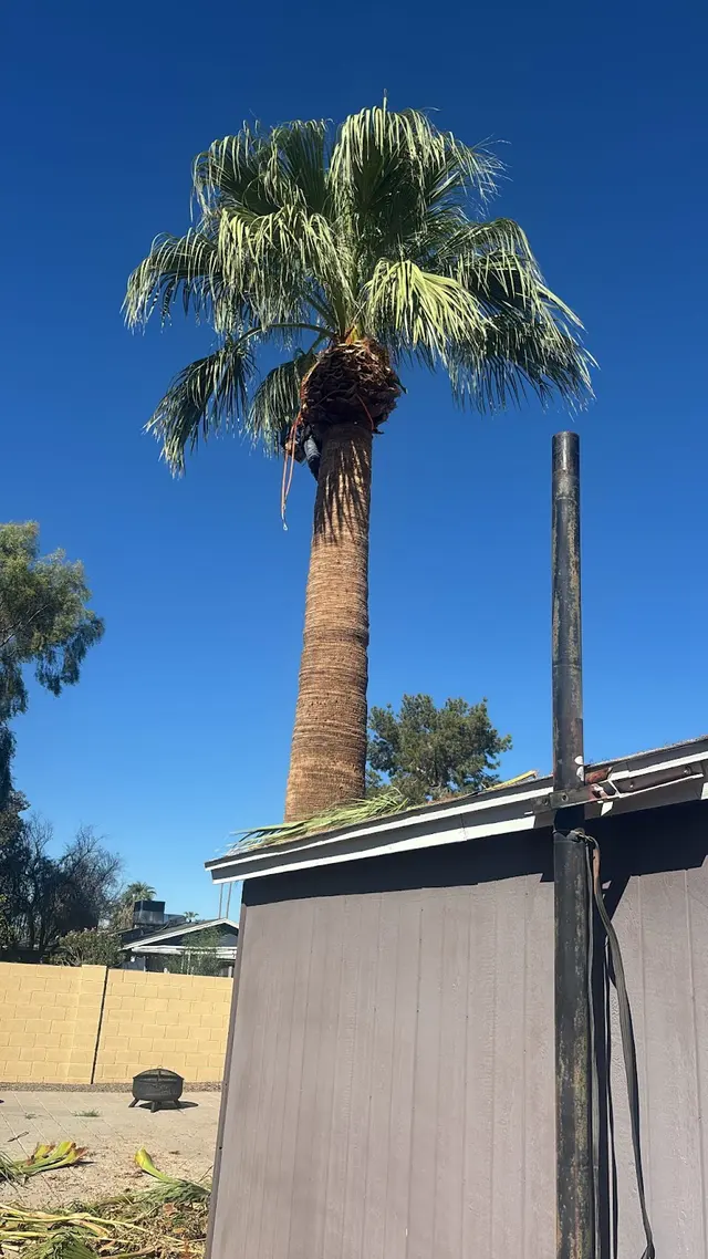 Customer photo of work by Jose Knows Trees, from Mike Reed's review