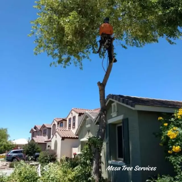 Jose Knows Trees — photo from the business 8