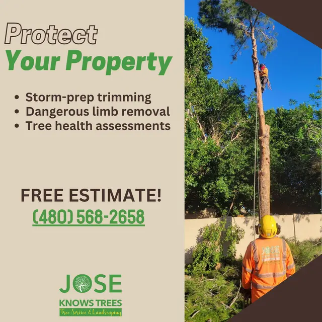 Jose Knows Trees — photo from the business 12