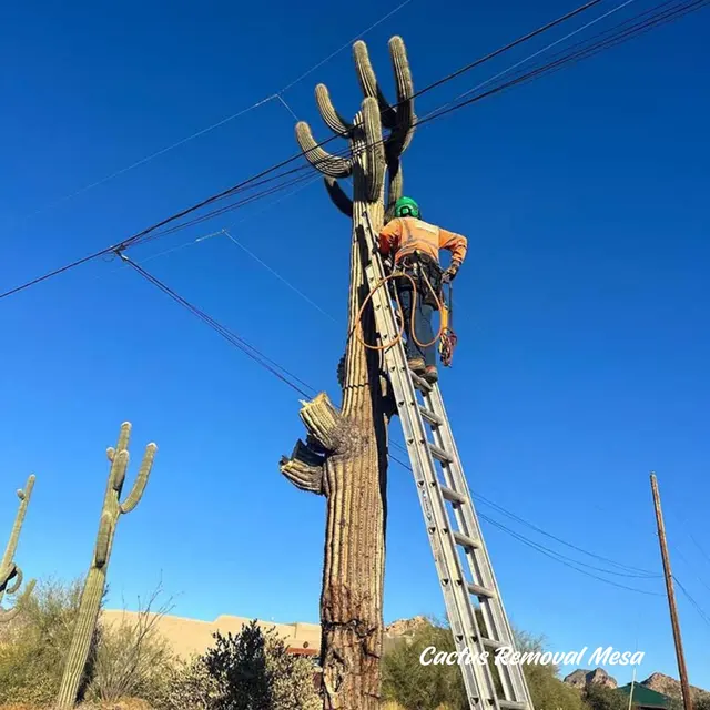 Jose Knows Trees — photo from the business 7
