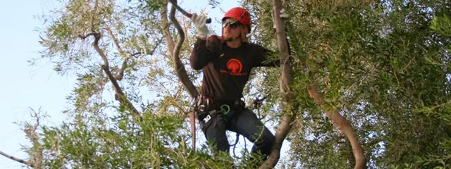 Living Tree Service — photo from the business 6