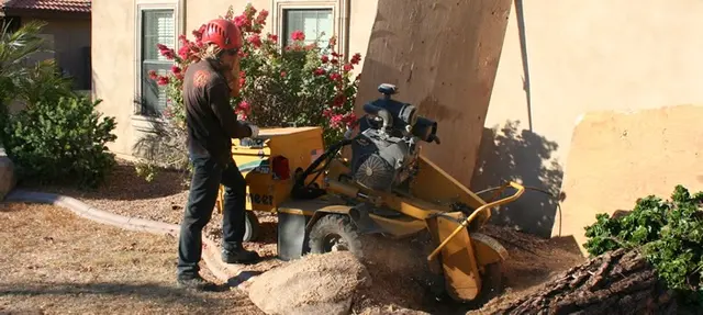 Living Tree Service — photo from the business 4