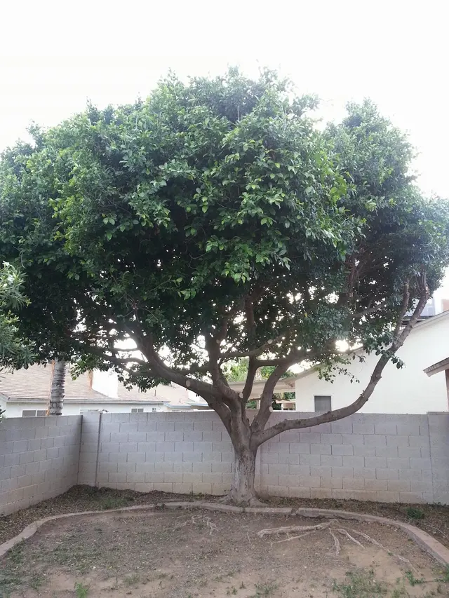 Living Tree Service — customer photo 11