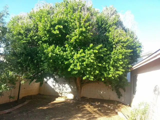 Living Tree Service — customer photo 3