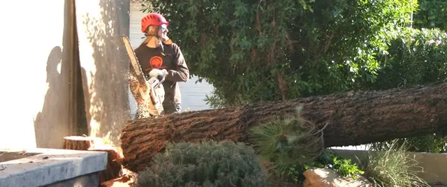 Living Tree Service — photo from the business 5