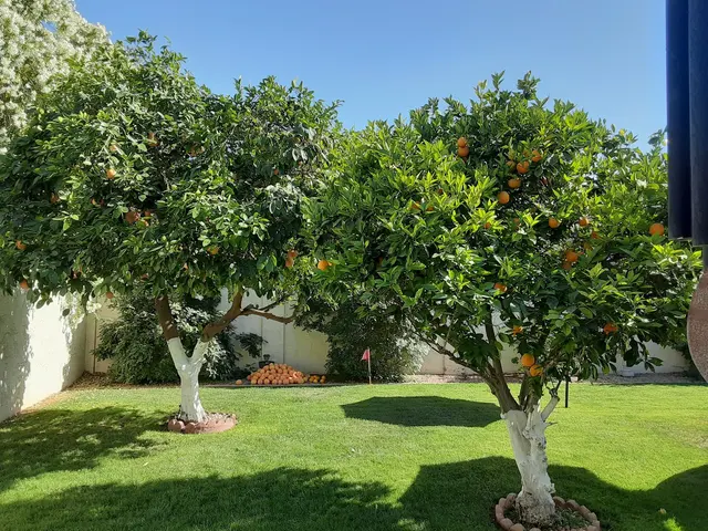 Living Tree Service — customer photo 2