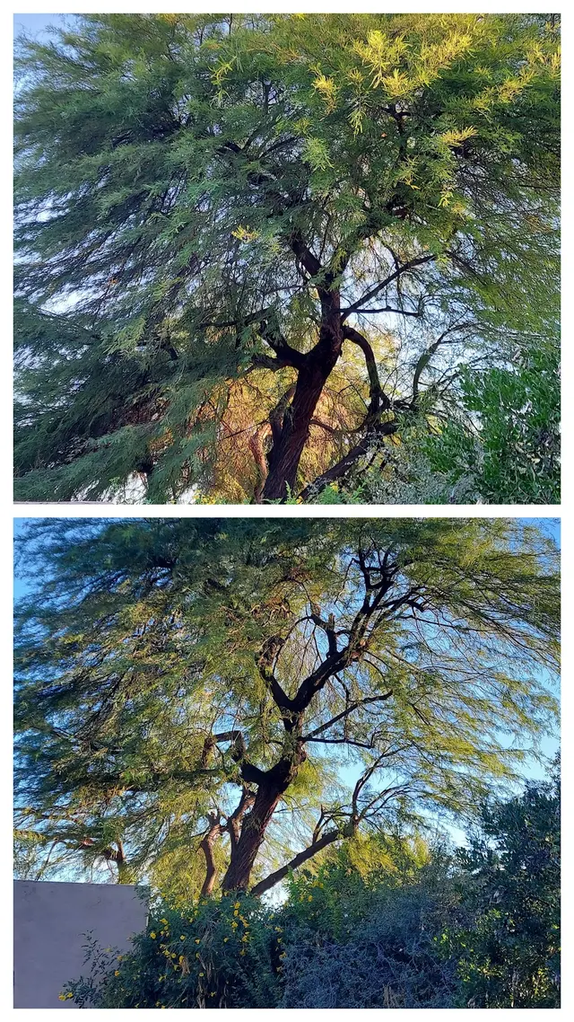 Customer photo of work by Living Tree Service, from B Nickerson's review
