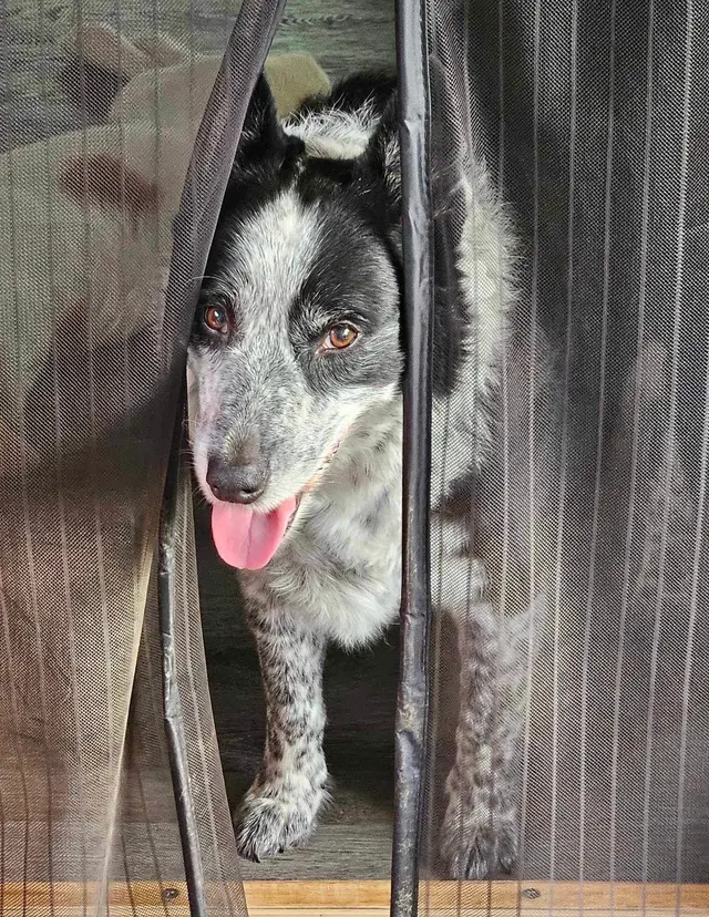 North Raleigh Mobile Vet - Euthanasia in Home Service — customer photo 1