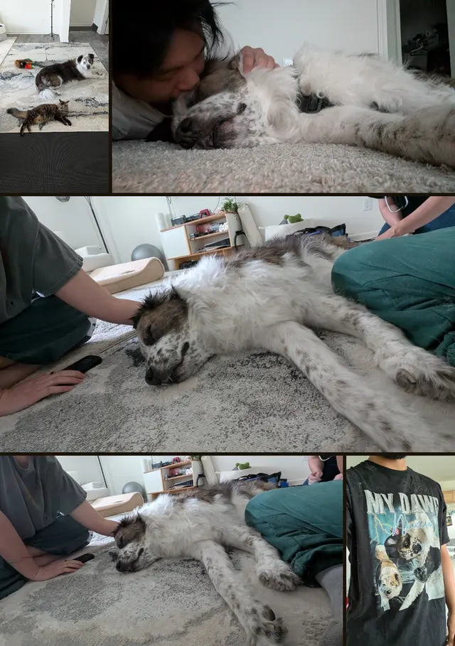North Raleigh Mobile Vet - Euthanasia in Home Service — customer photo 12