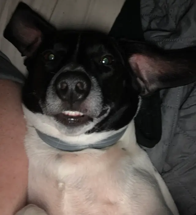 North Raleigh Mobile Vet - Euthanasia in Home Service — customer photo 8