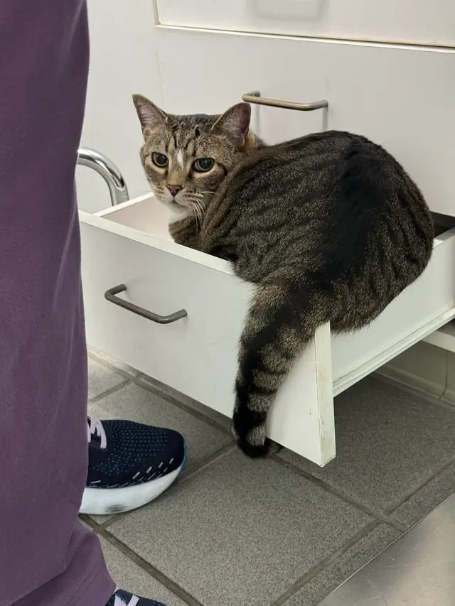 Hidden Valley Animal Hospital — customer photo 1