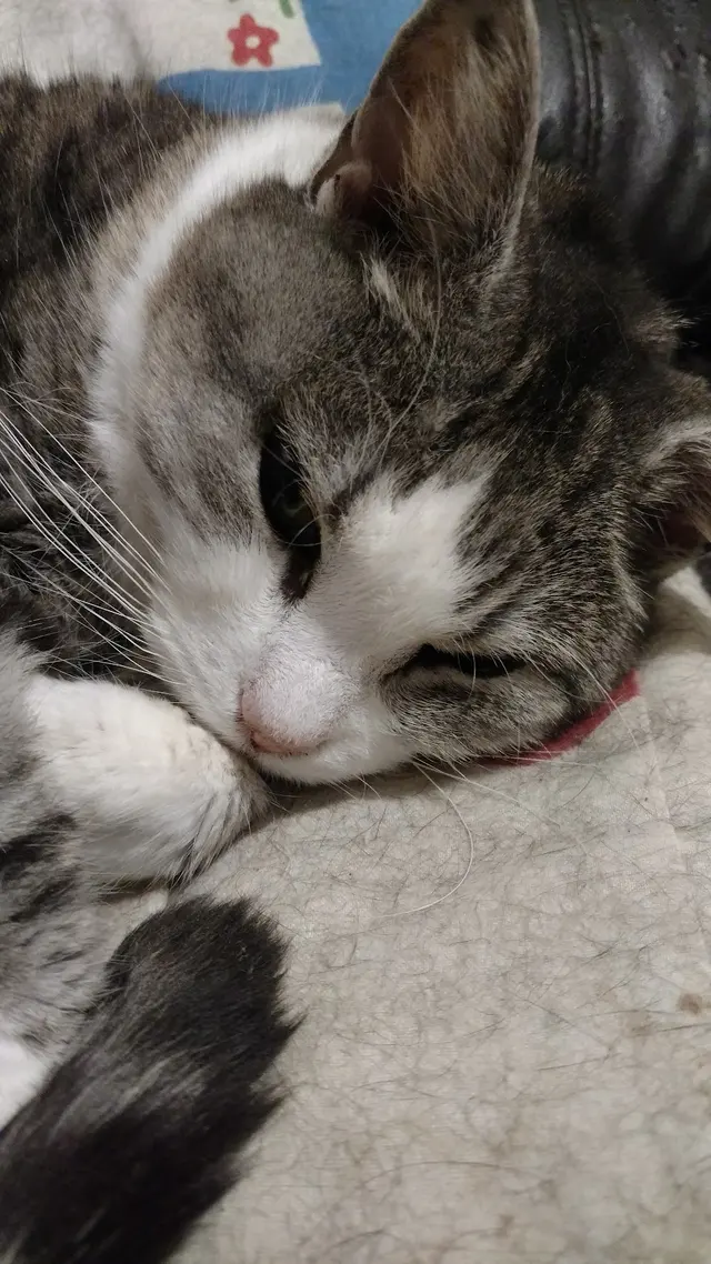 Hidden Valley Animal Hospital — customer photo 12