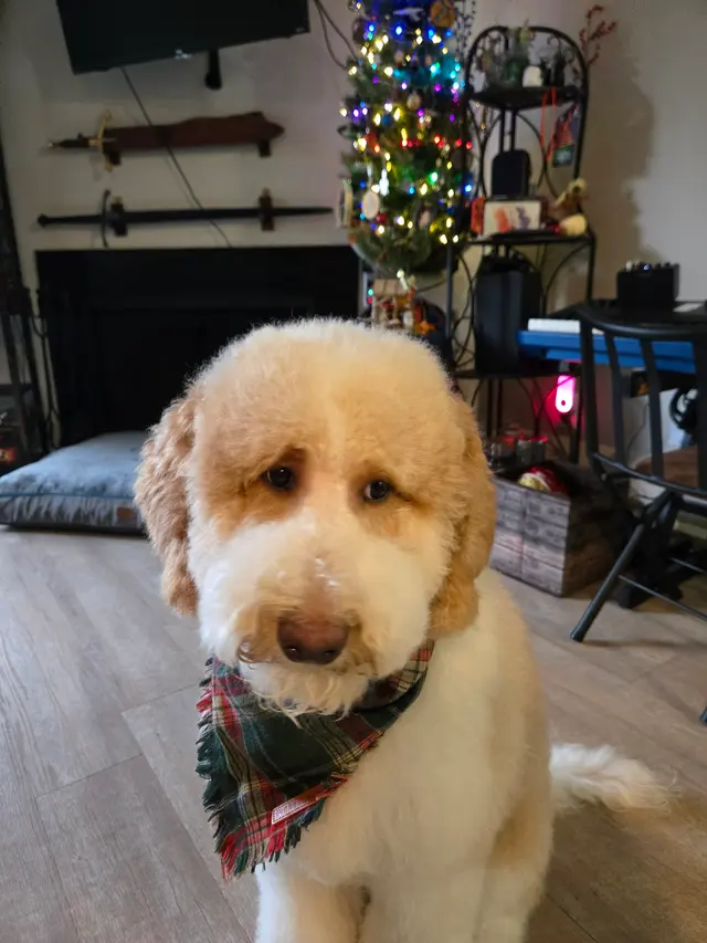 Hidden Valley Animal Hospital — customer photo 7