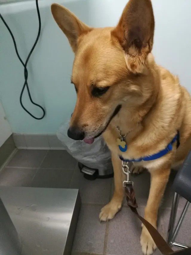 Hidden Valley Animal Hospital — customer photo 5