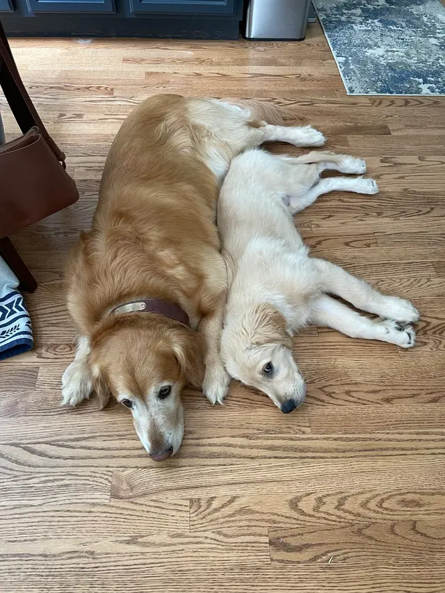 Hidden Valley Animal Hospital — customer photo 4