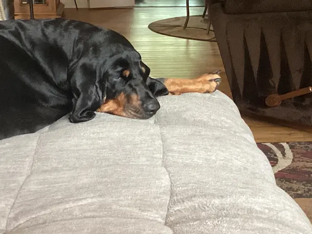 Bone Voyage Pet Resort — customer photo 9