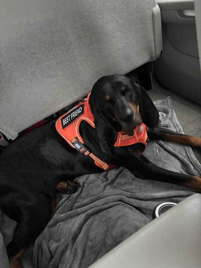 Bone Voyage Pet Resort — customer photo 10