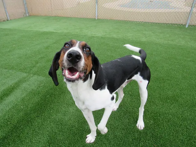 Bone Voyage Pet Resort — photo from the business 5