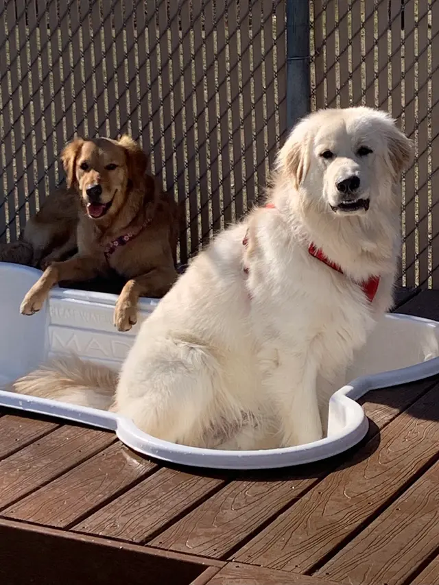 Bone Voyage Pet Resort — photo from the business 2