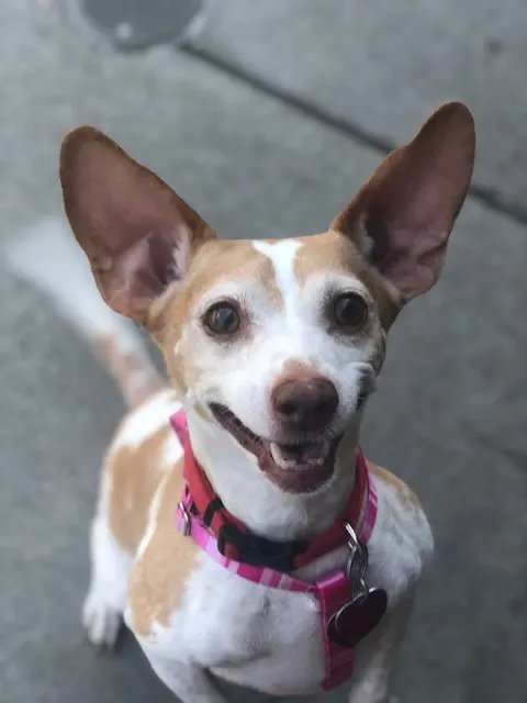 Bone Voyage Pet Resort — photo from the business 4