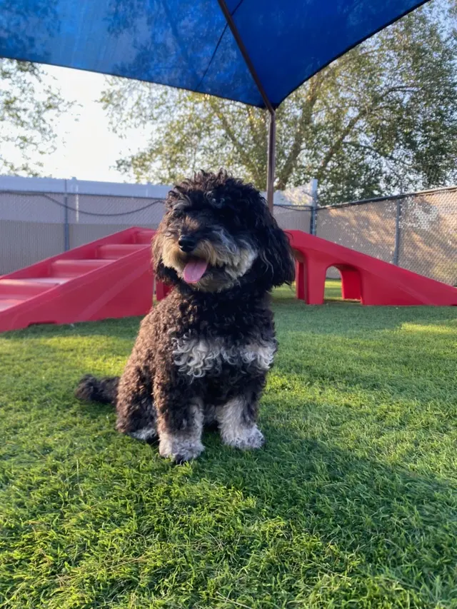 Bone Voyage Pet Resort — customer photo 11