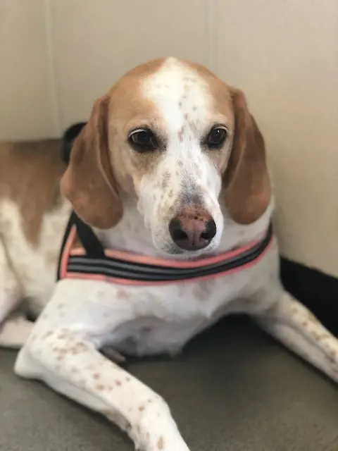 Bone Voyage Pet Resort — photo from the business 1