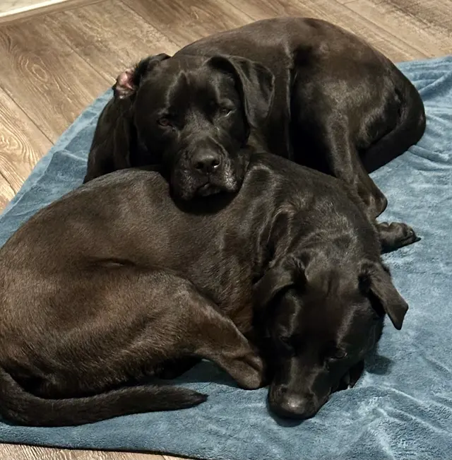 Bone Voyage Pet Resort — customer photo 8