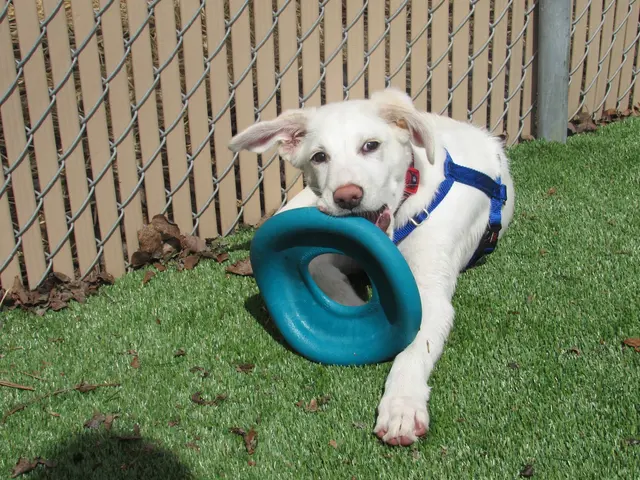 Bone Voyage Pet Resort — photo from the business 6
