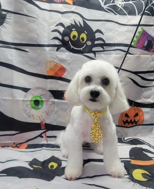 Styles by Sal Mobile Dog Grooming — photo from the business 3