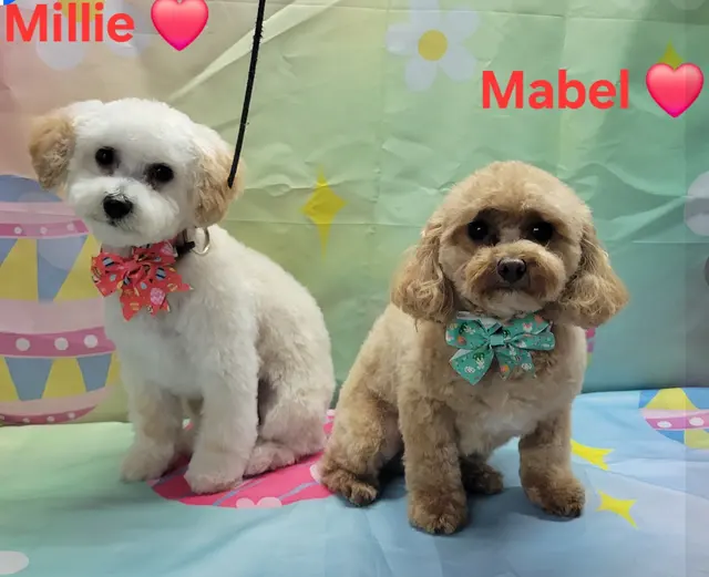 Styles by Sal Mobile Dog Grooming — photo from the business 11